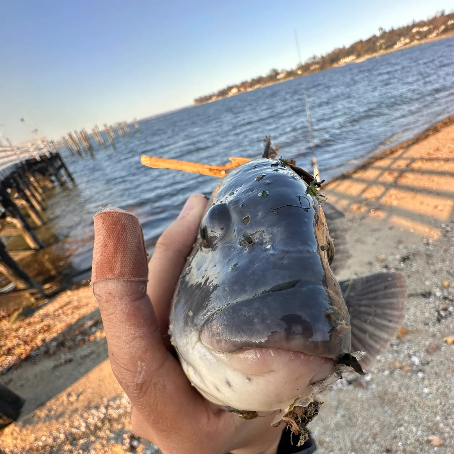 The most recent Tautog catches on Fishbrain