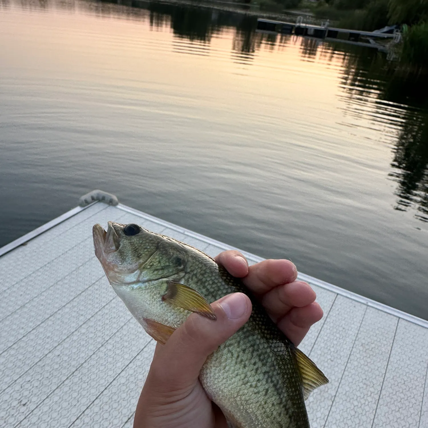 Fish caught on Fishbrain