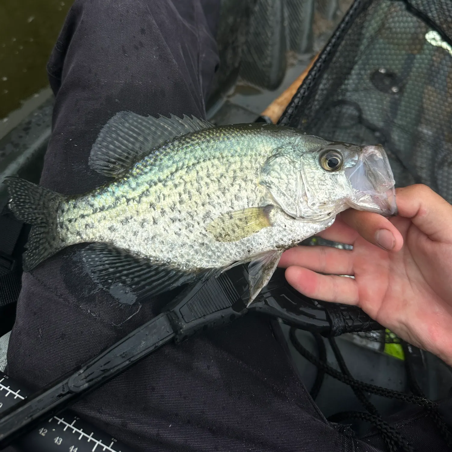 White crappie caught on Fishbrain