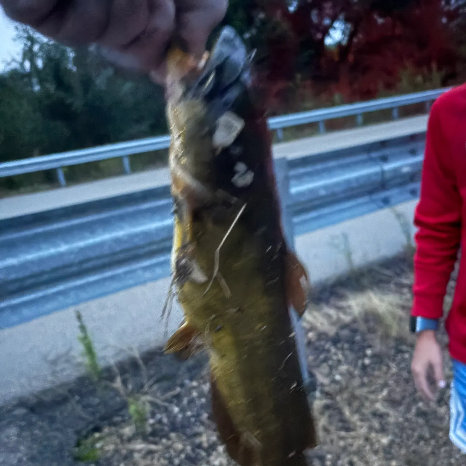 Yellow bullhead caught on Fishbrain
