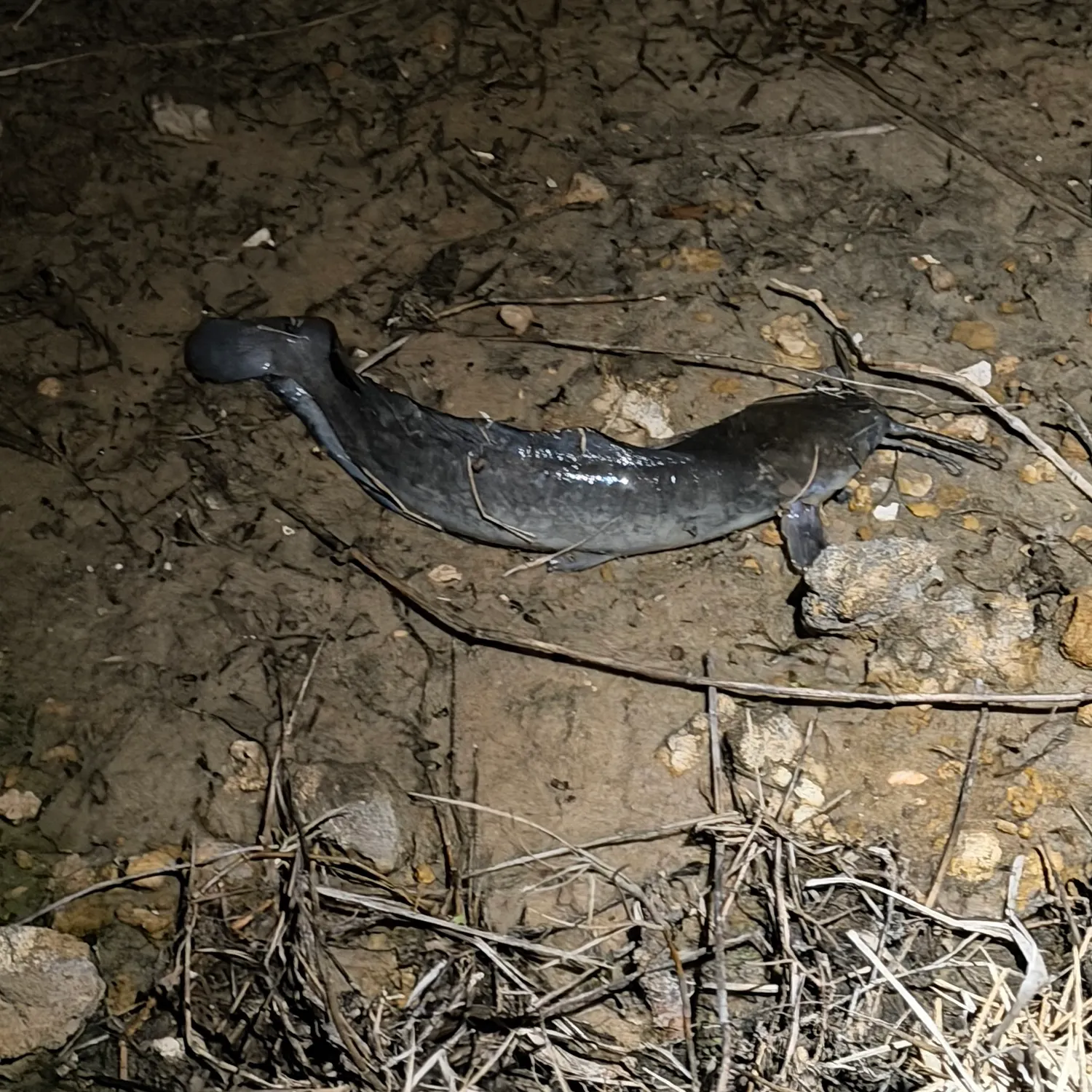 The most recent Walking catfish catches on Fishbrain