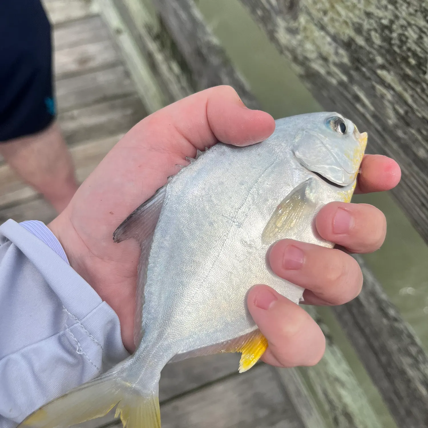 Florida pompano caught on Fishbrain
