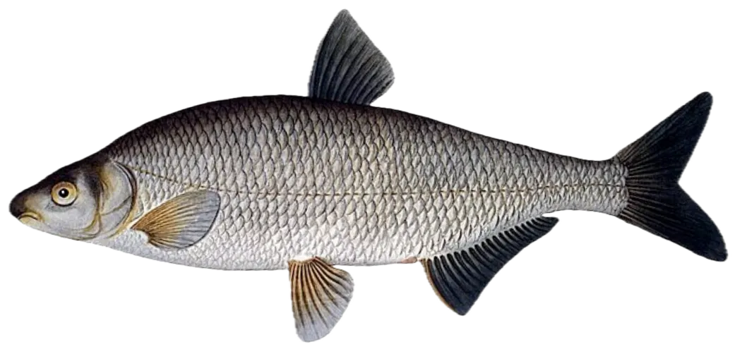 Vimba bream