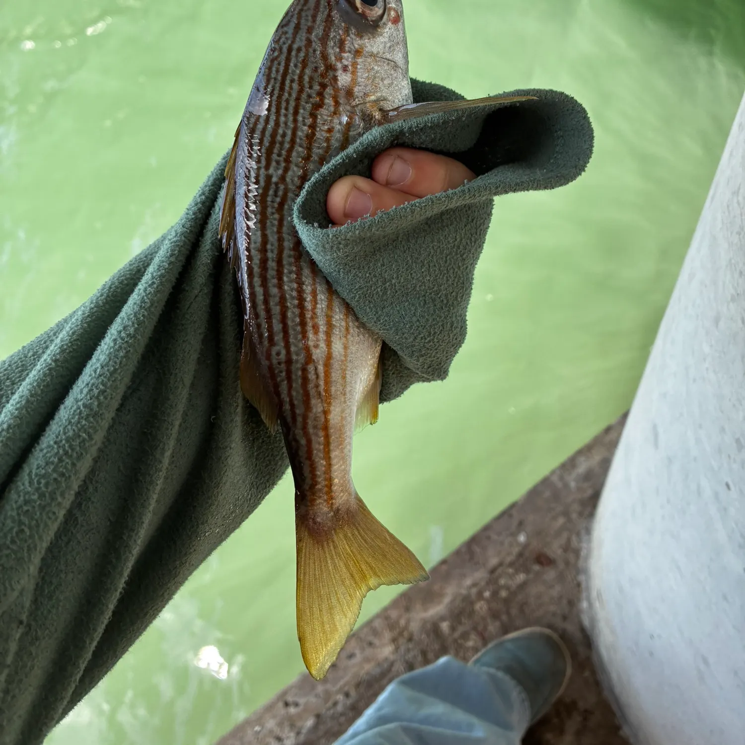 The most recent Salema porgy catches on Fishbrain