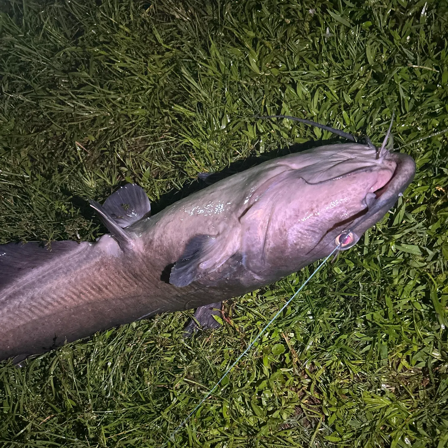 Blue catfish caught on Fishbrain