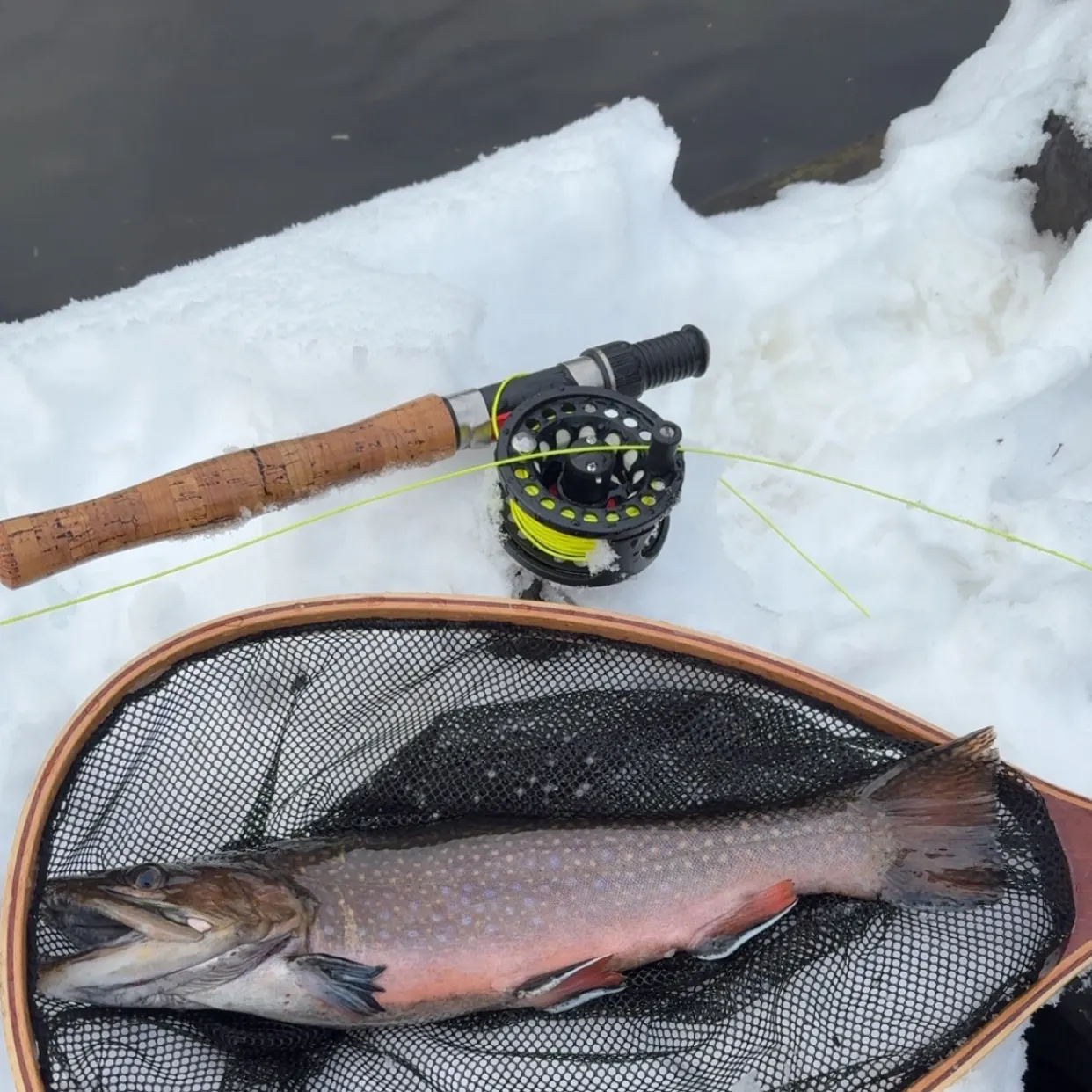 The most recent Brook trout catches on Fishbrain