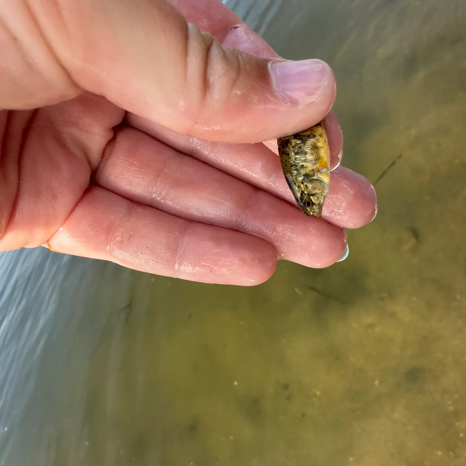 The most recent Sheepshead minnow catches on Fishbrain