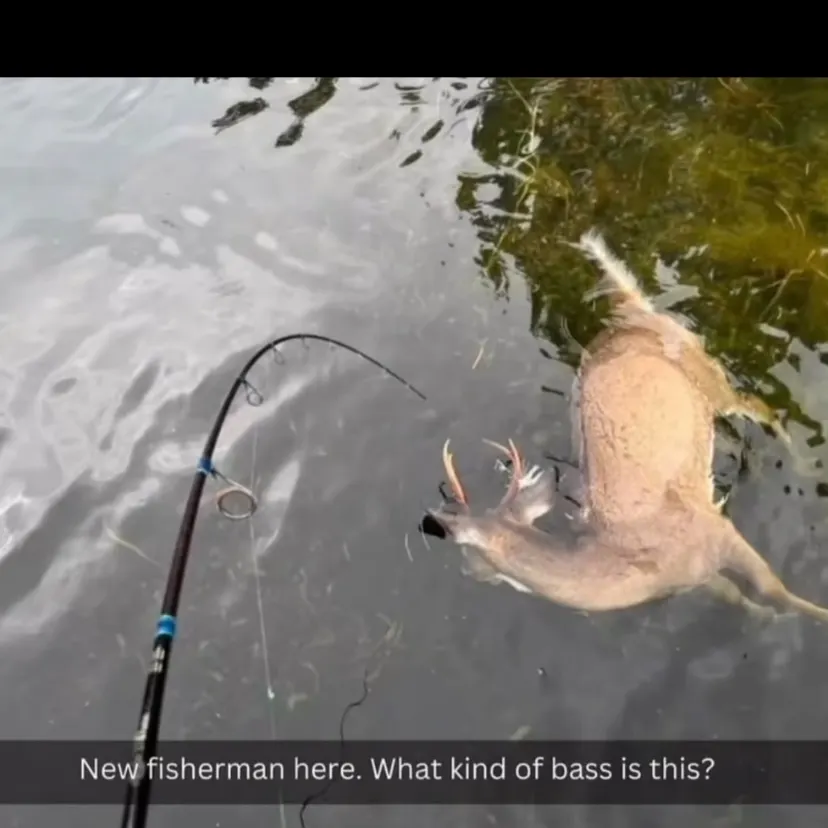The most recent Great white shark catches on Fishbrain