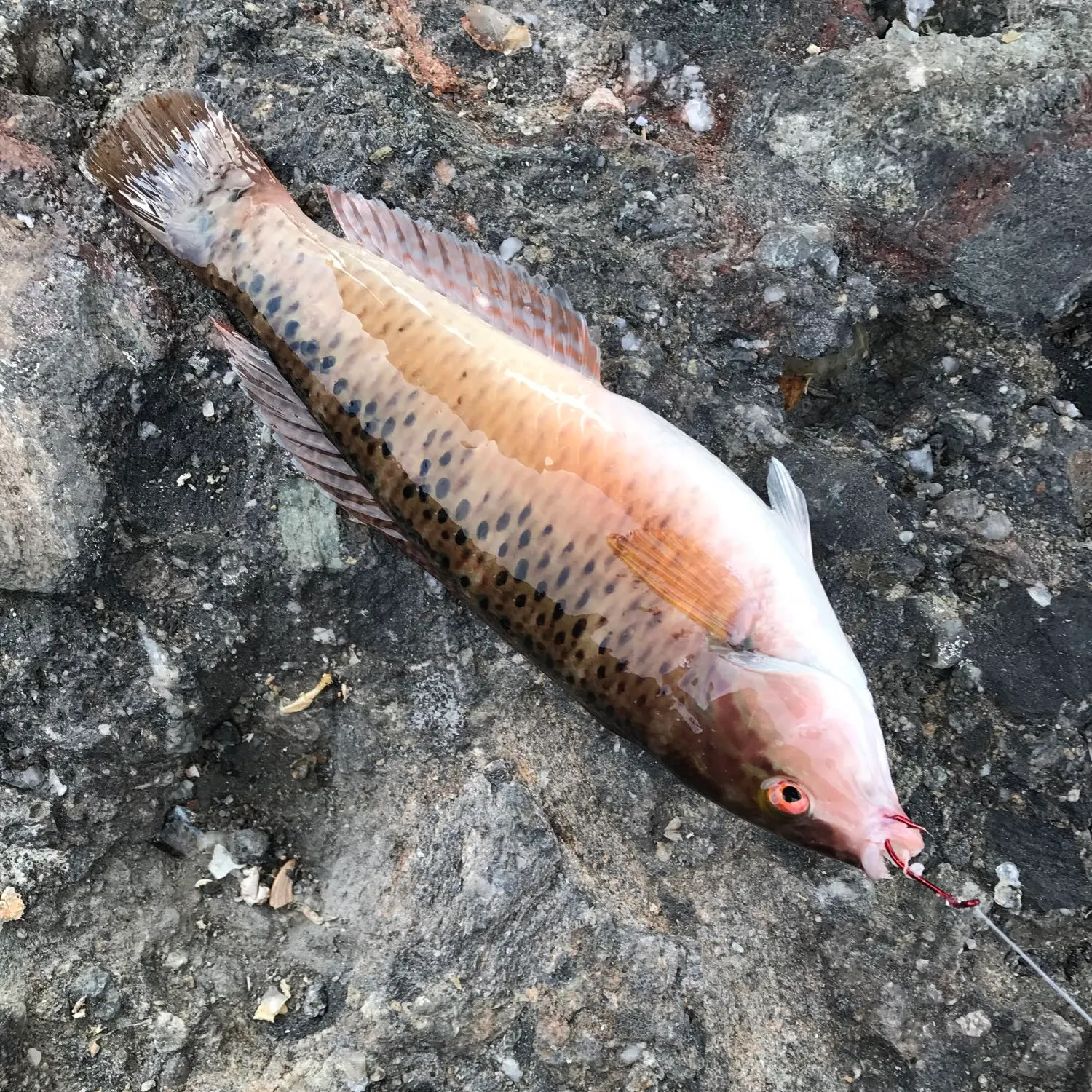 Rockmover wrasse caught on Fishbrain