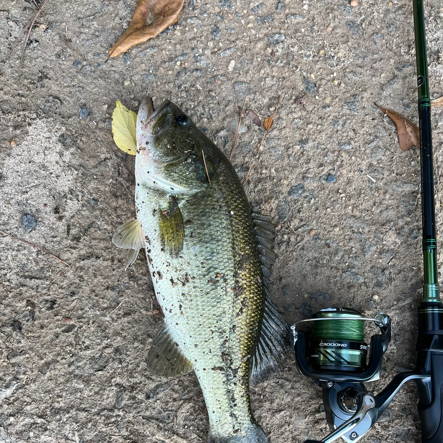 Largemouth bass caught on Fishbrain