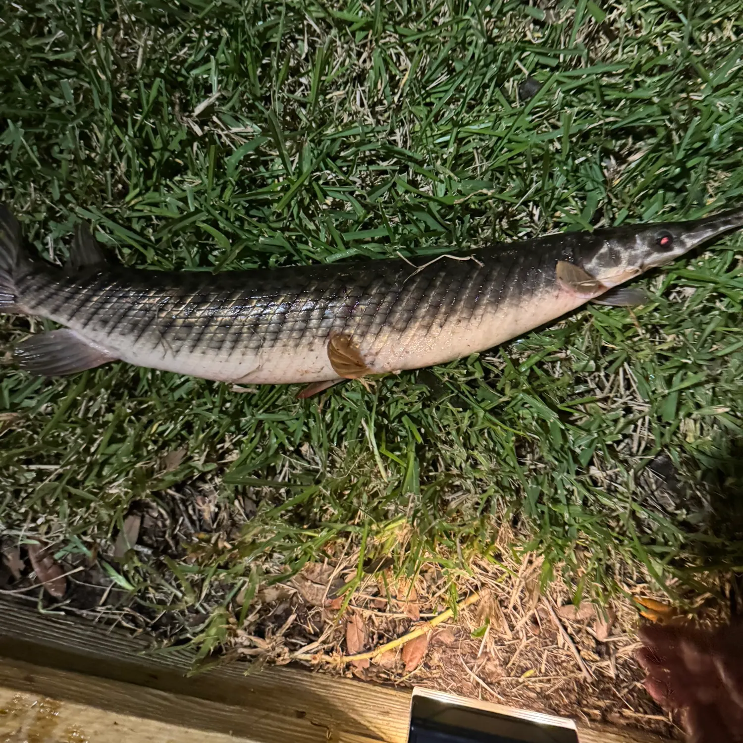 The most recent Alligator gar catches on Fishbrain