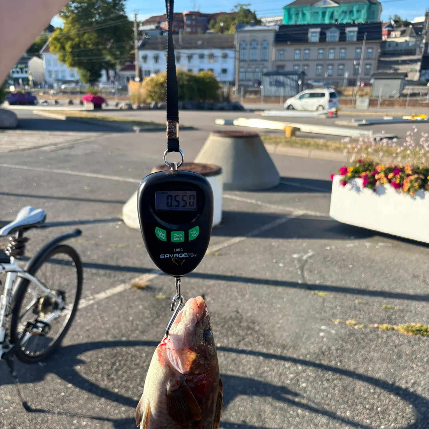 Ballan wrasse caught on Fishbrain