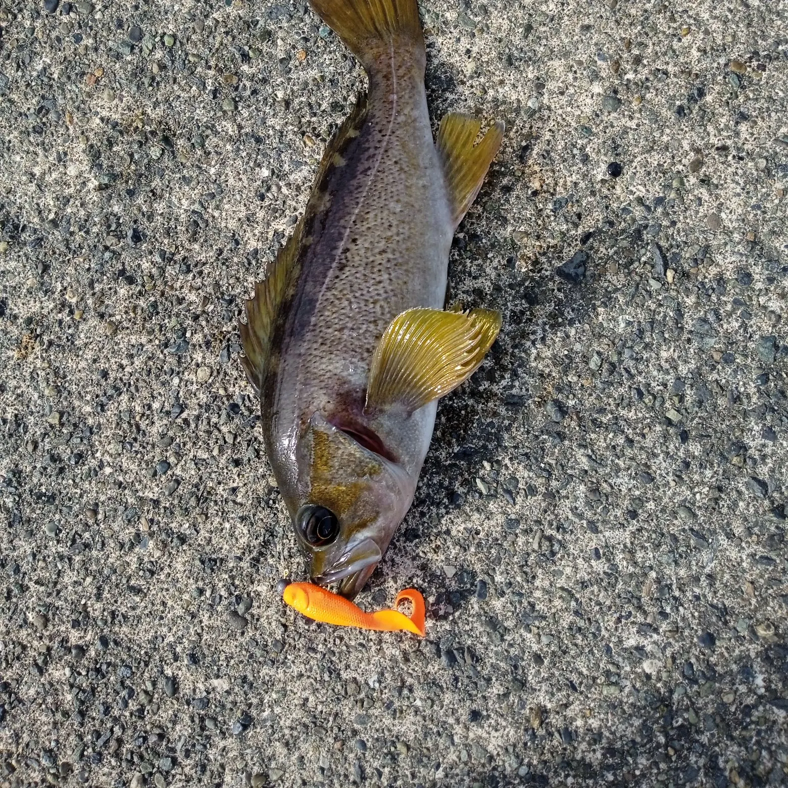The most recent Yellowtail rockfish catches on Fishbrain