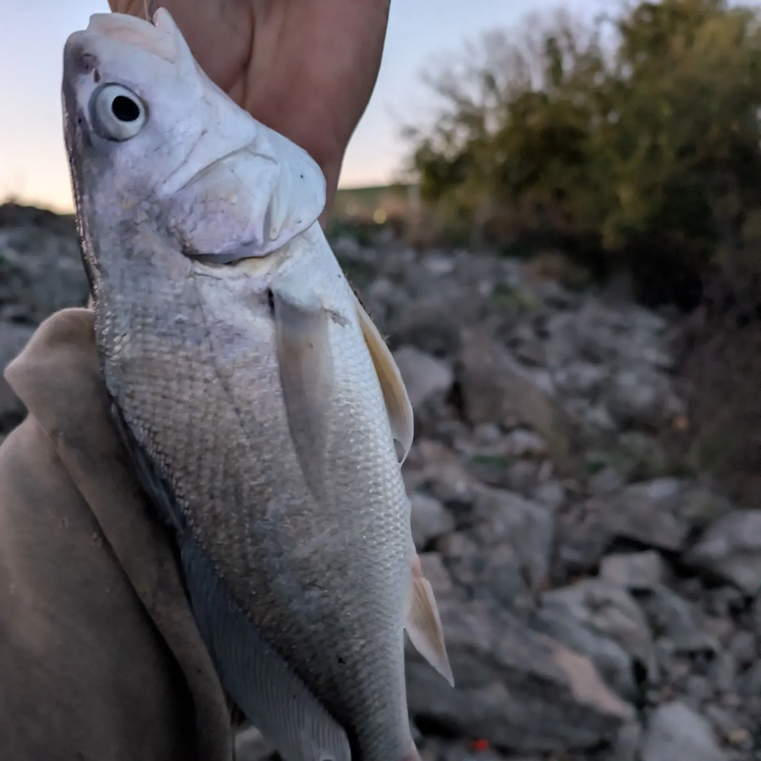 Freshwater drum caught on Fishbrain