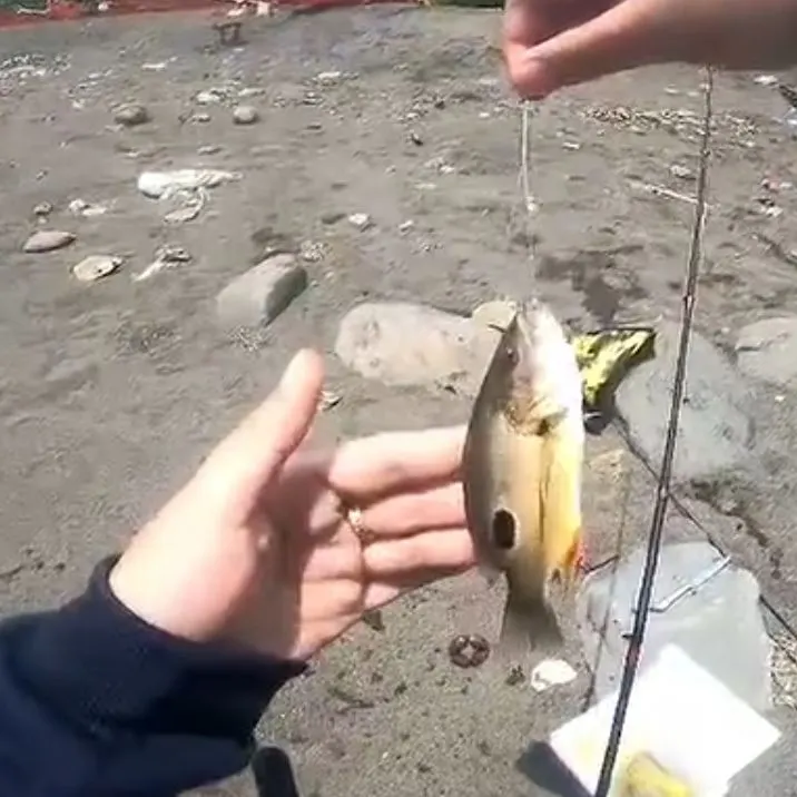 Moses perch caught on Fishbrain