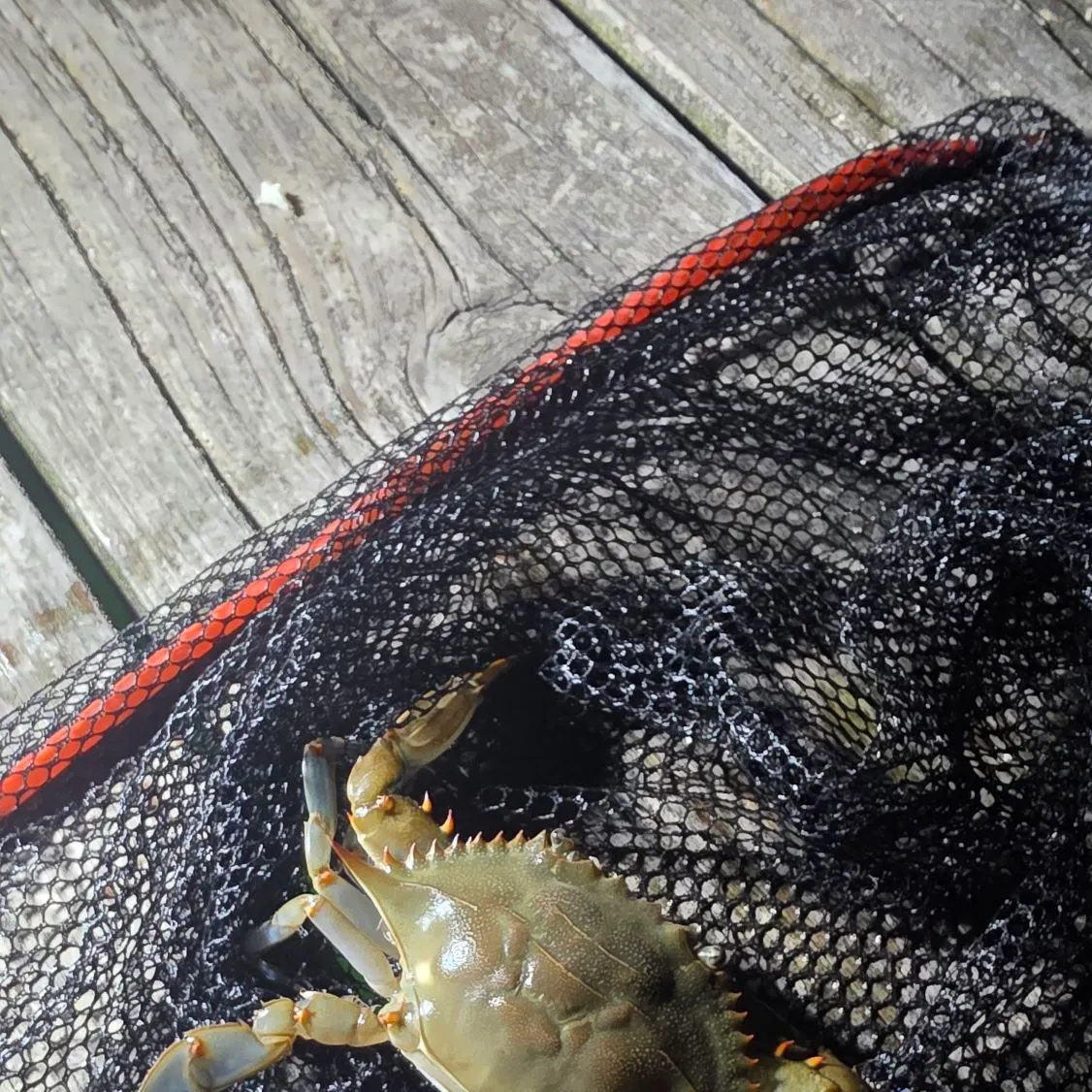 Blue crab caught on Fishbrain