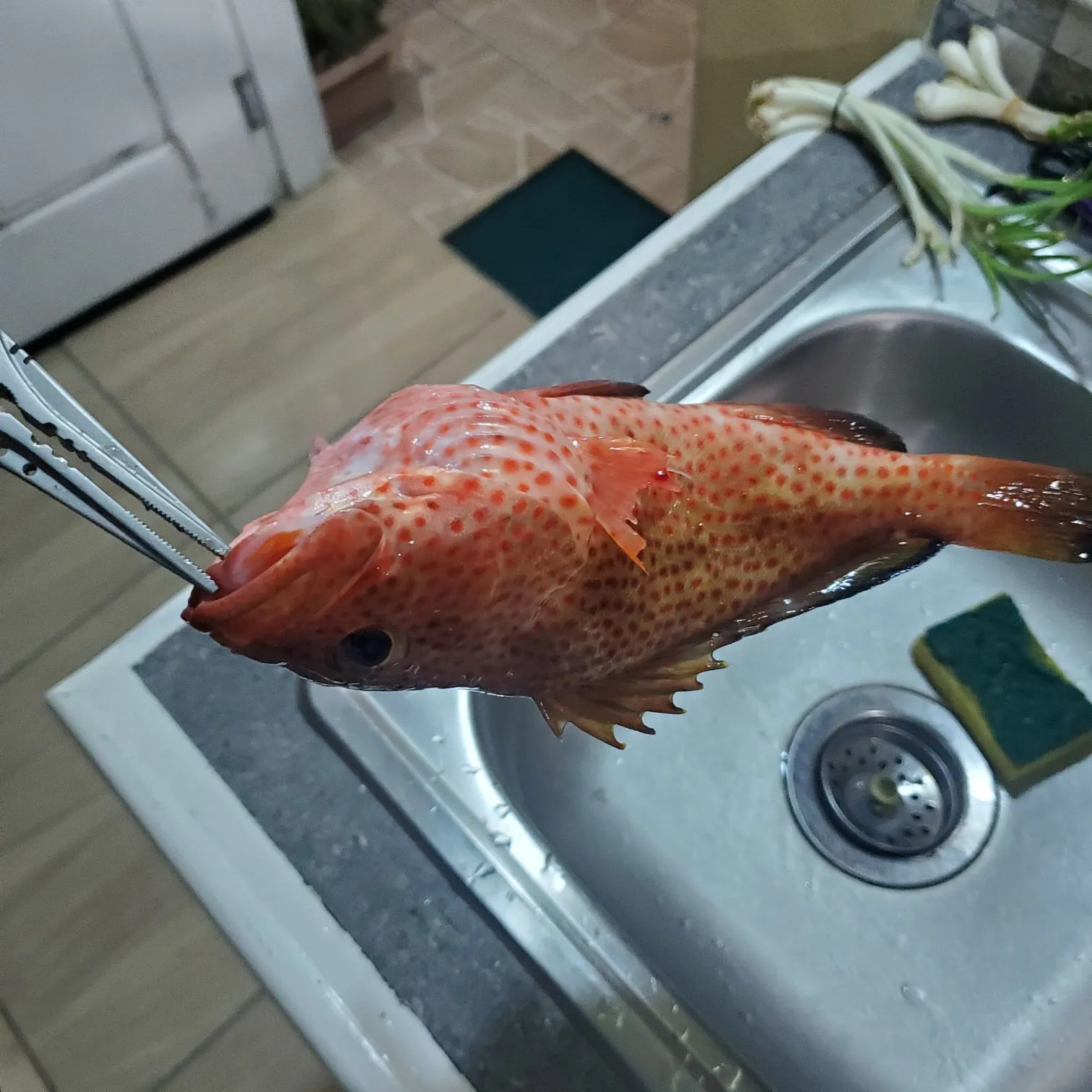 The most recent Red grouper catches on Fishbrain