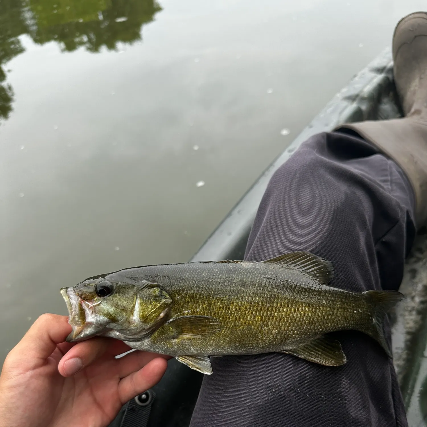 Smallmouth bass caught on Fishbrain