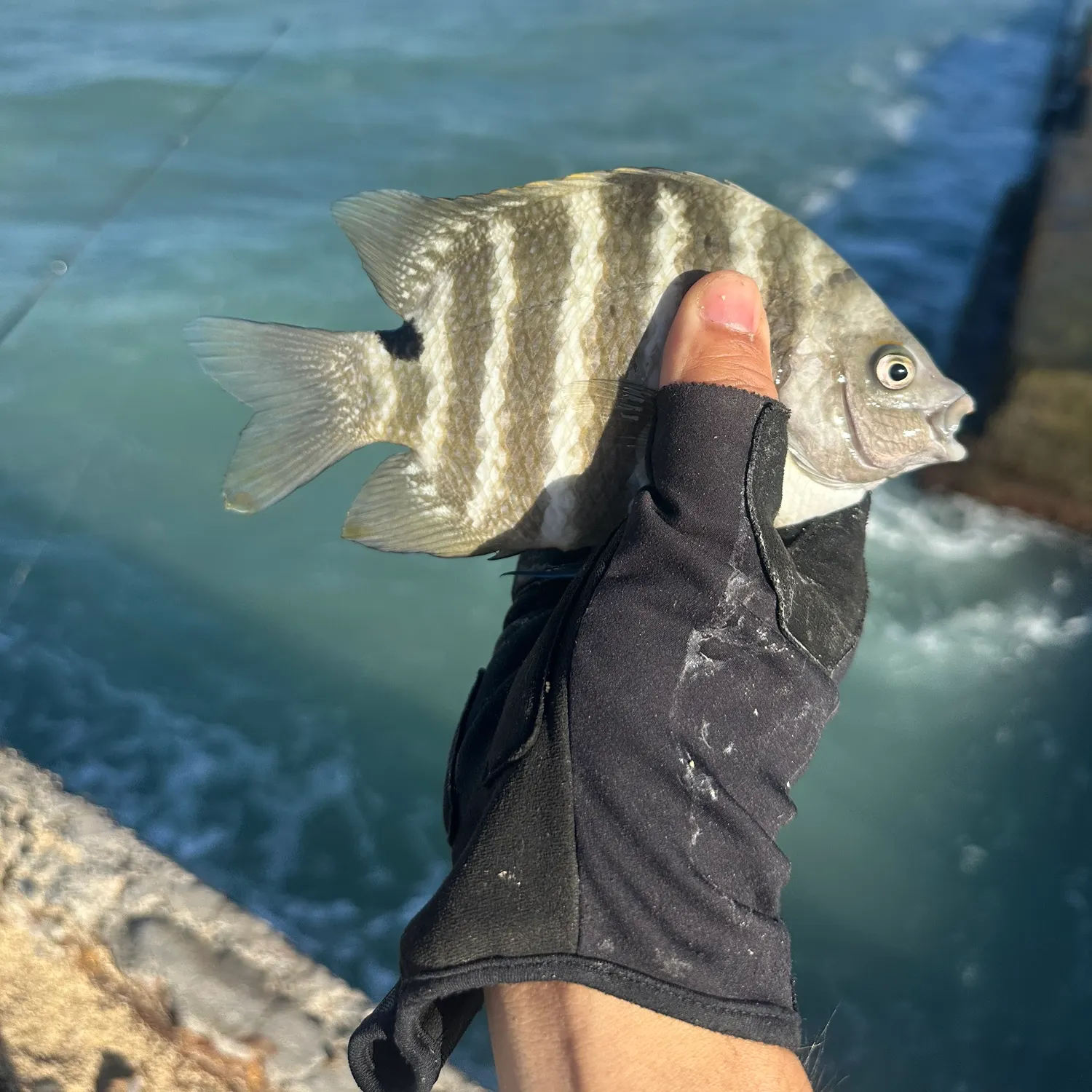 Blackspot sergeant caught on Fishbrain
