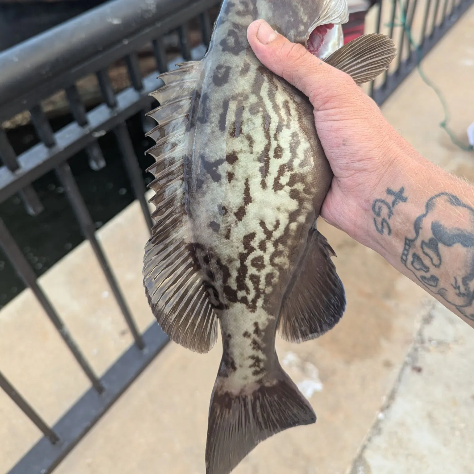 recently logged catches