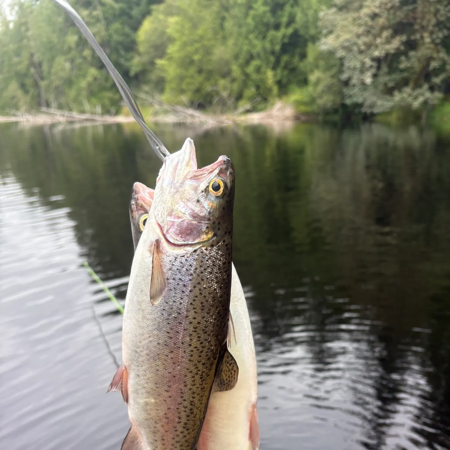 Rainbow trout caught on Fishbrain