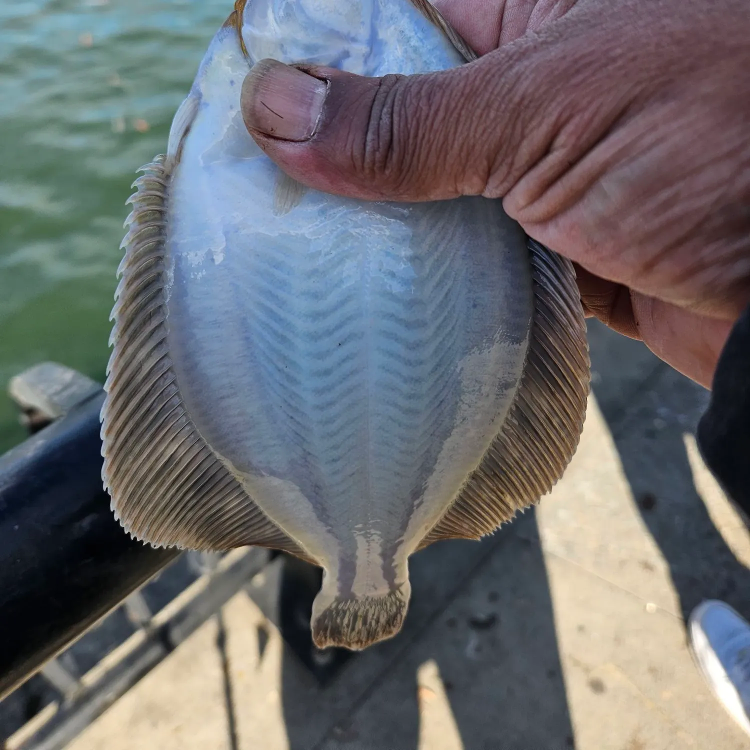 The most recent Winter flounder catches on Fishbrain