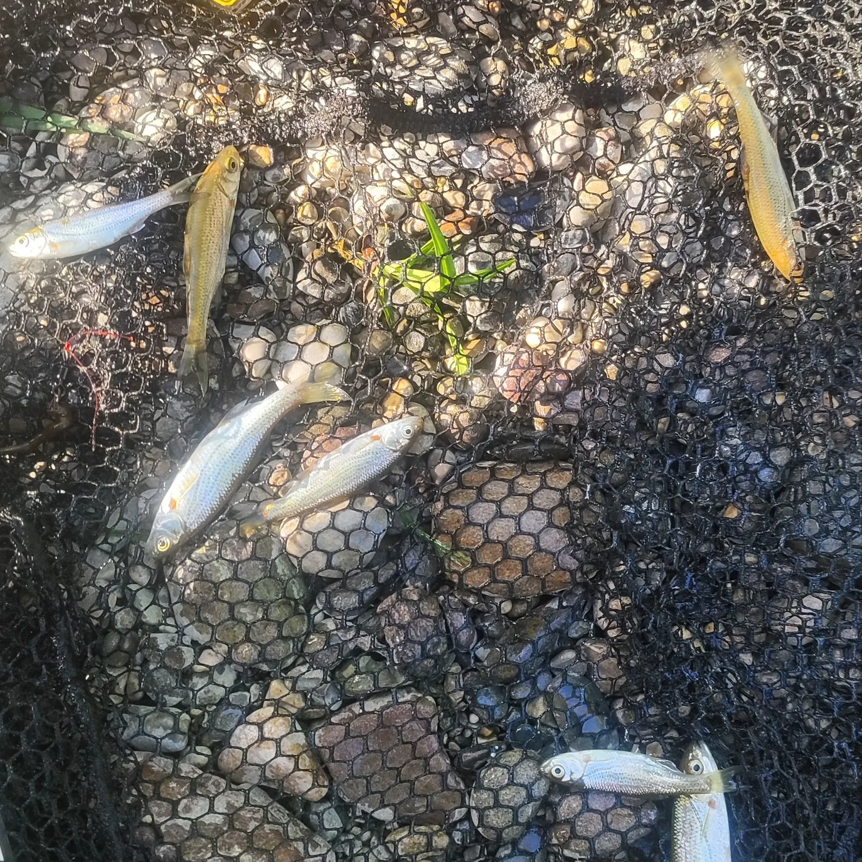 The most recent Vairone catches on Fishbrain