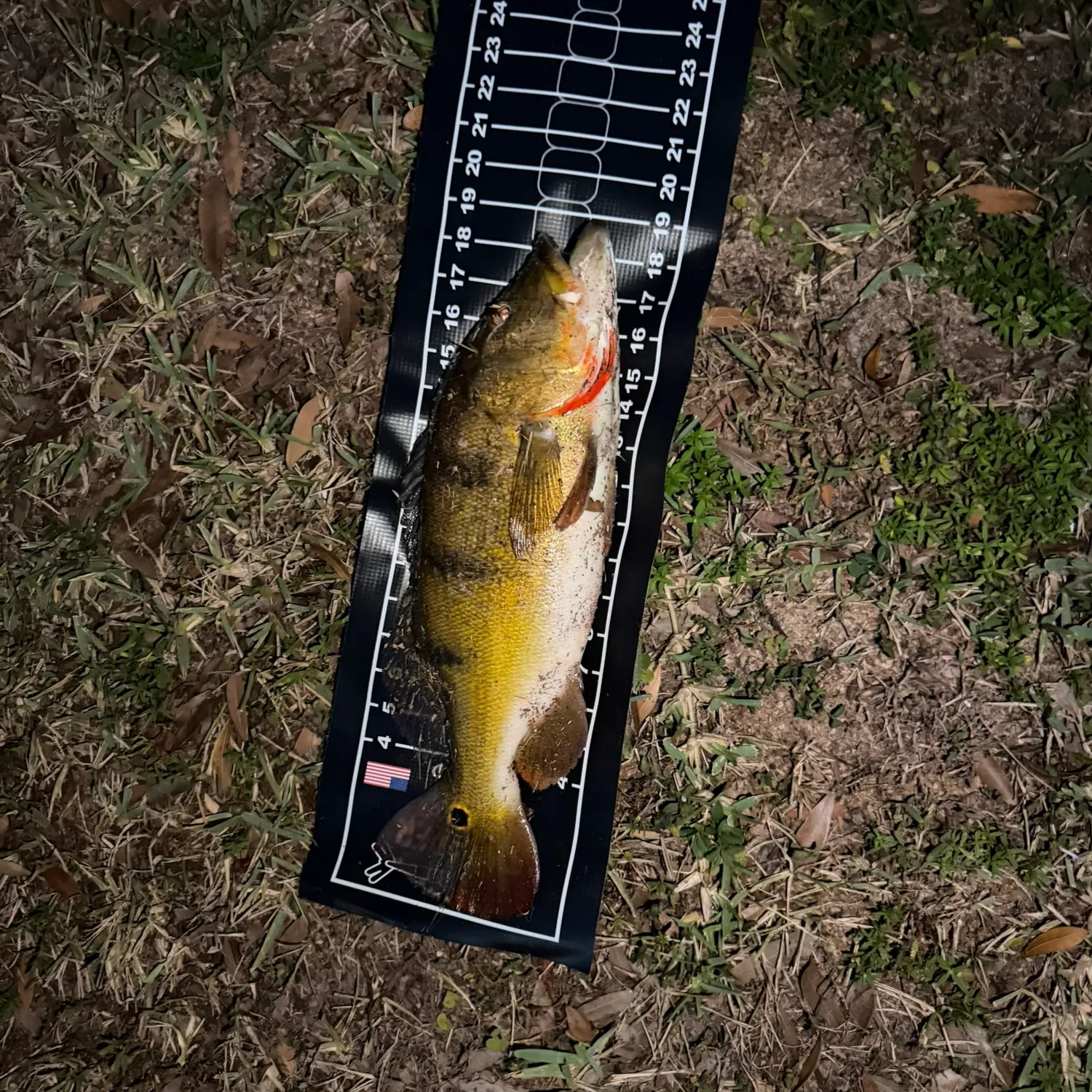 The most recent Butterfly peacock bass catches on Fishbrain