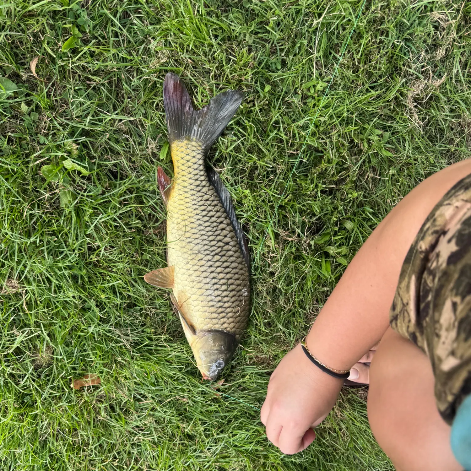Common carp caught on Fishbrain