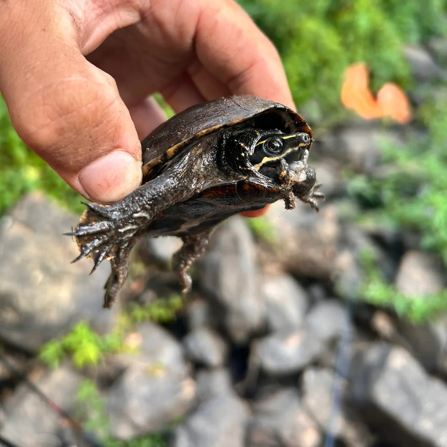 The most recent Eastern musk turtle catches on Fishbrain