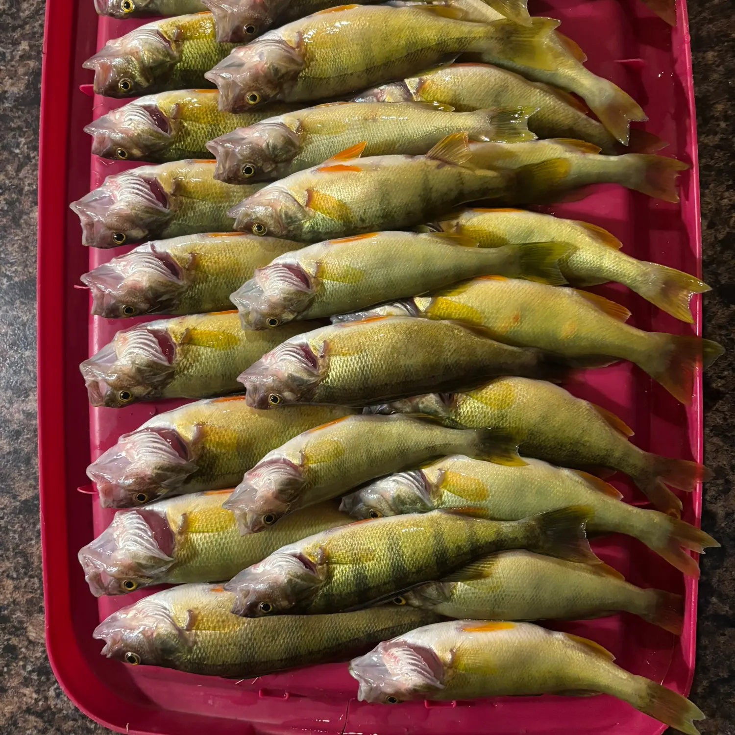 recently logged catches