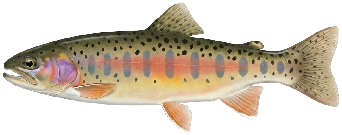 Warner Lakes Redband Trout