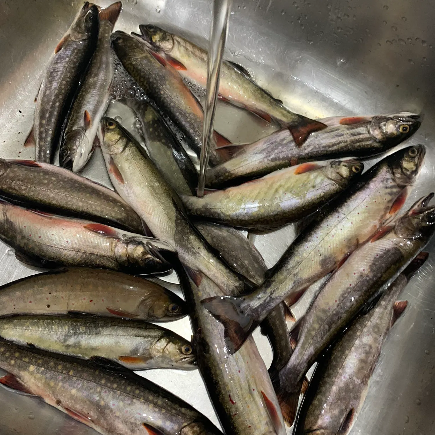 recently logged catches