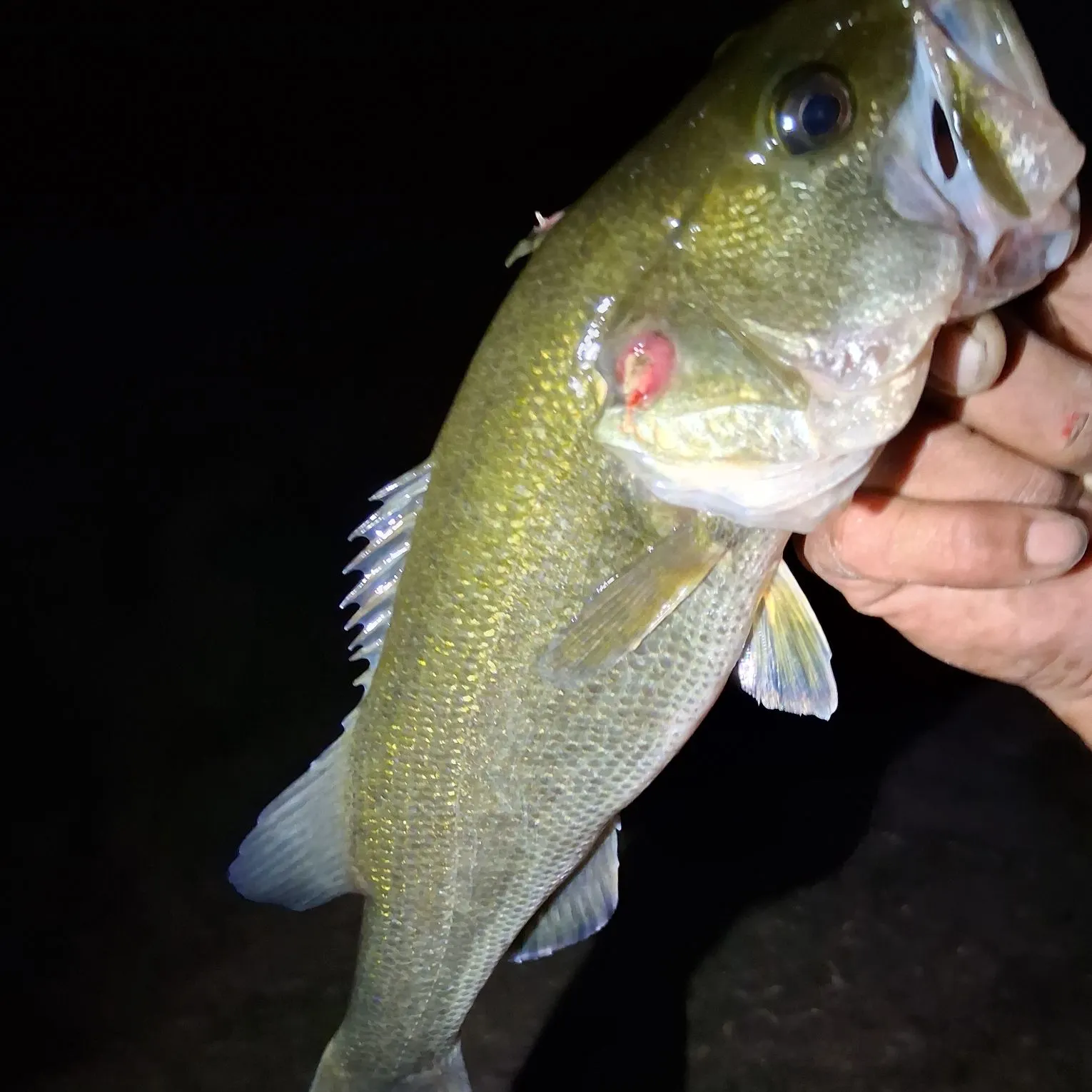 Largemouth bass caught on Fishbrain