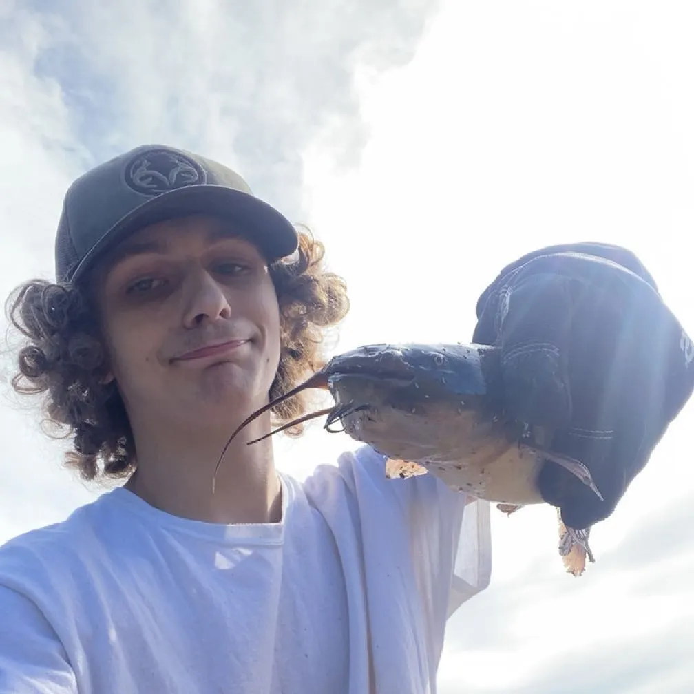 Black bullhead caught on Fishbrain