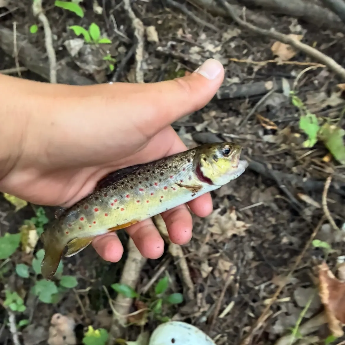 Brown trout caught on Fishbrain