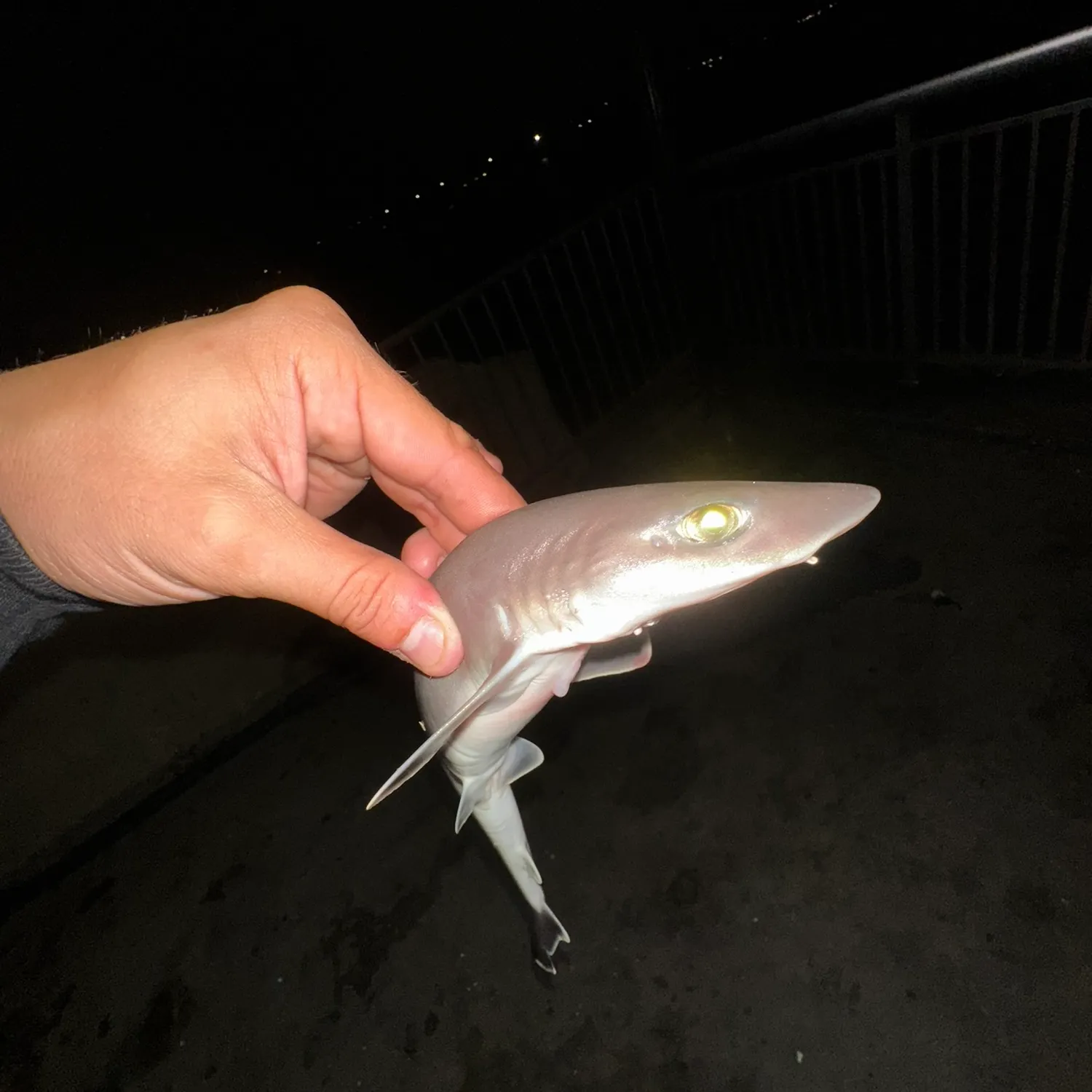 The most recent Piked dogfish catches on Fishbrain