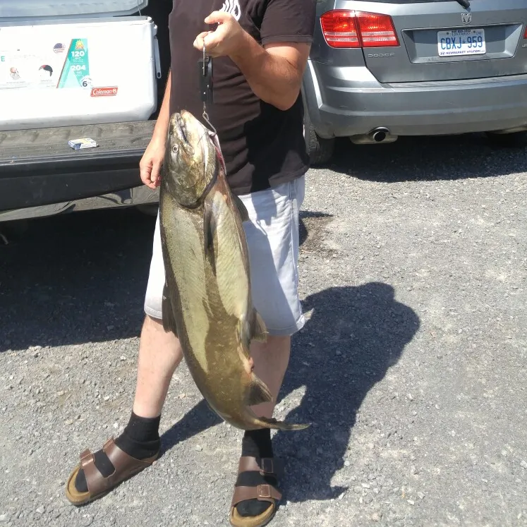 angler catch