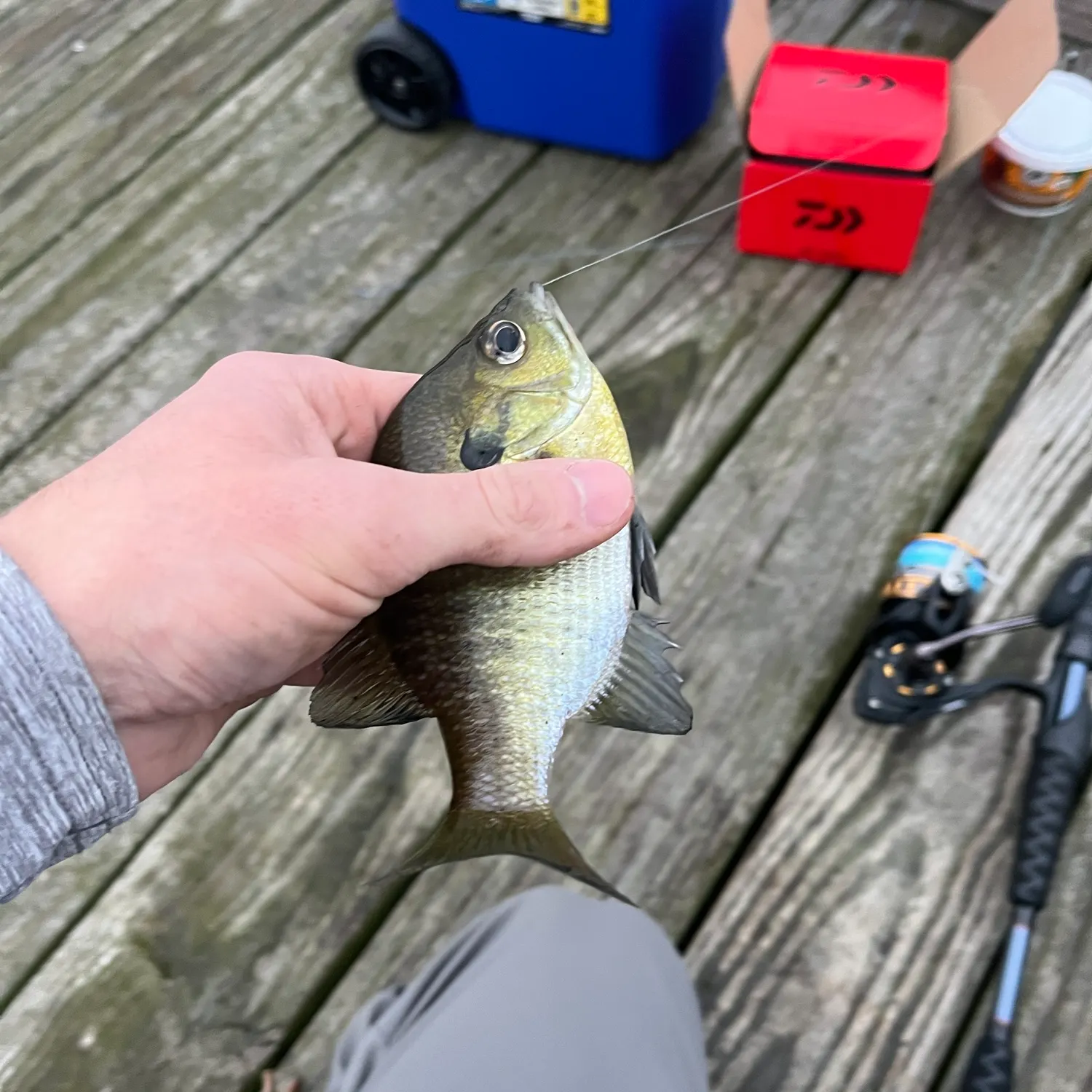 Bluegill caught on Fishbrain