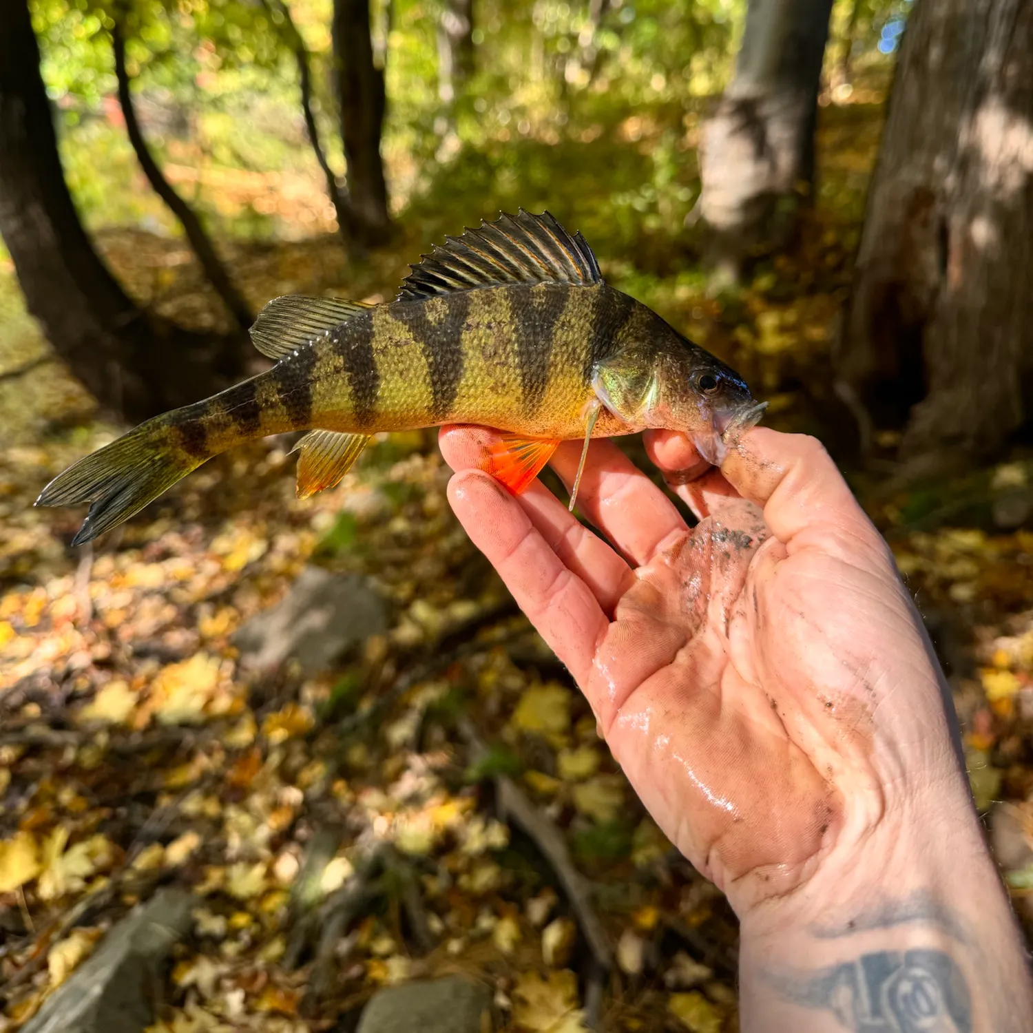Yellow perch caught on Fishbrain
