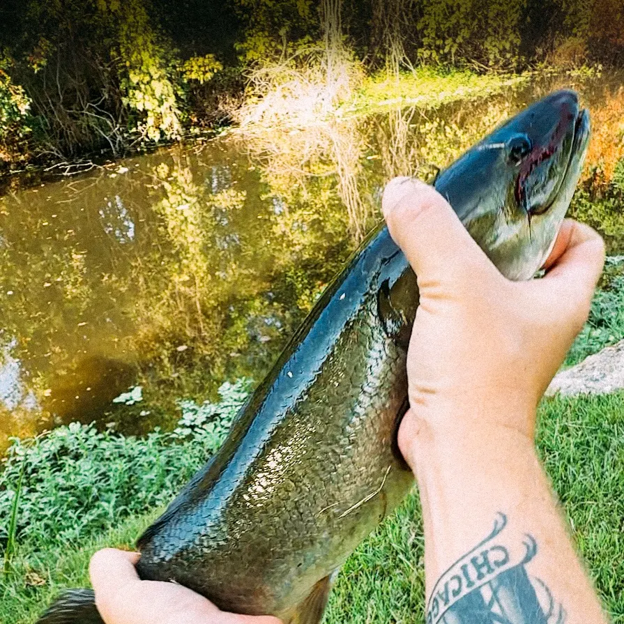 Eyetail bowfin caught on Fishbrain
