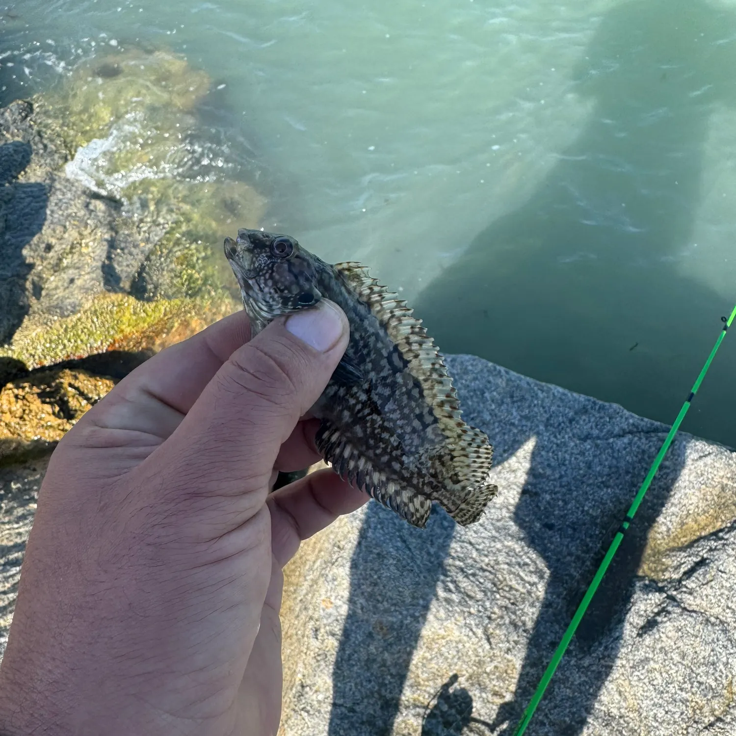 The most recent Oyster toadfish catches on Fishbrain