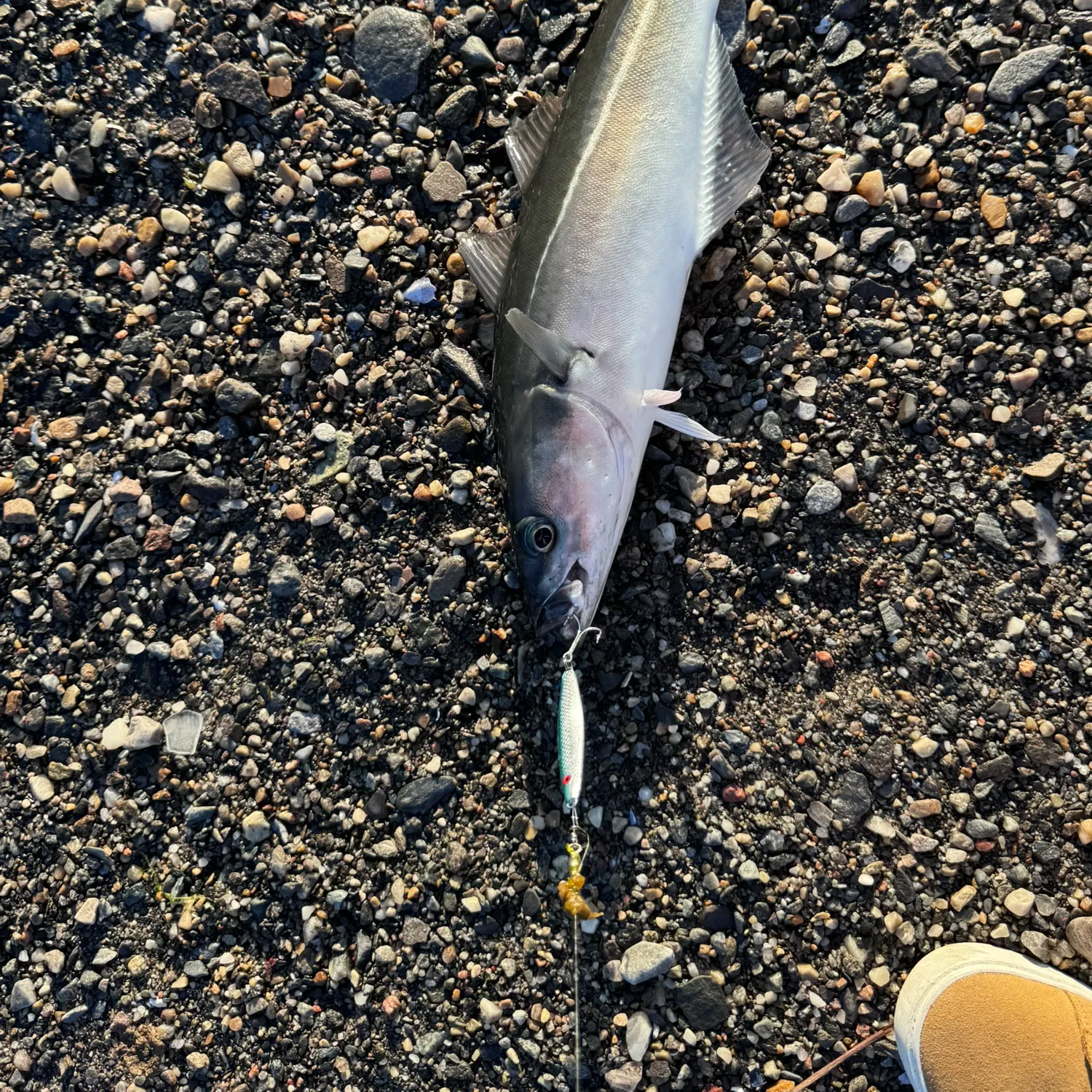 The most recent Atlantic pollock catches on Fishbrain