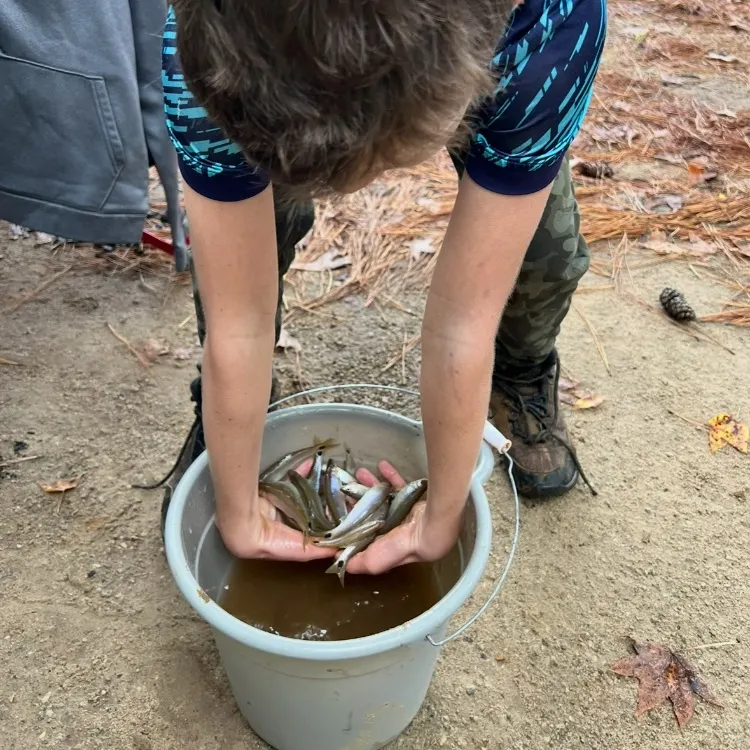 The most recent Sand shiner catches on Fishbrain