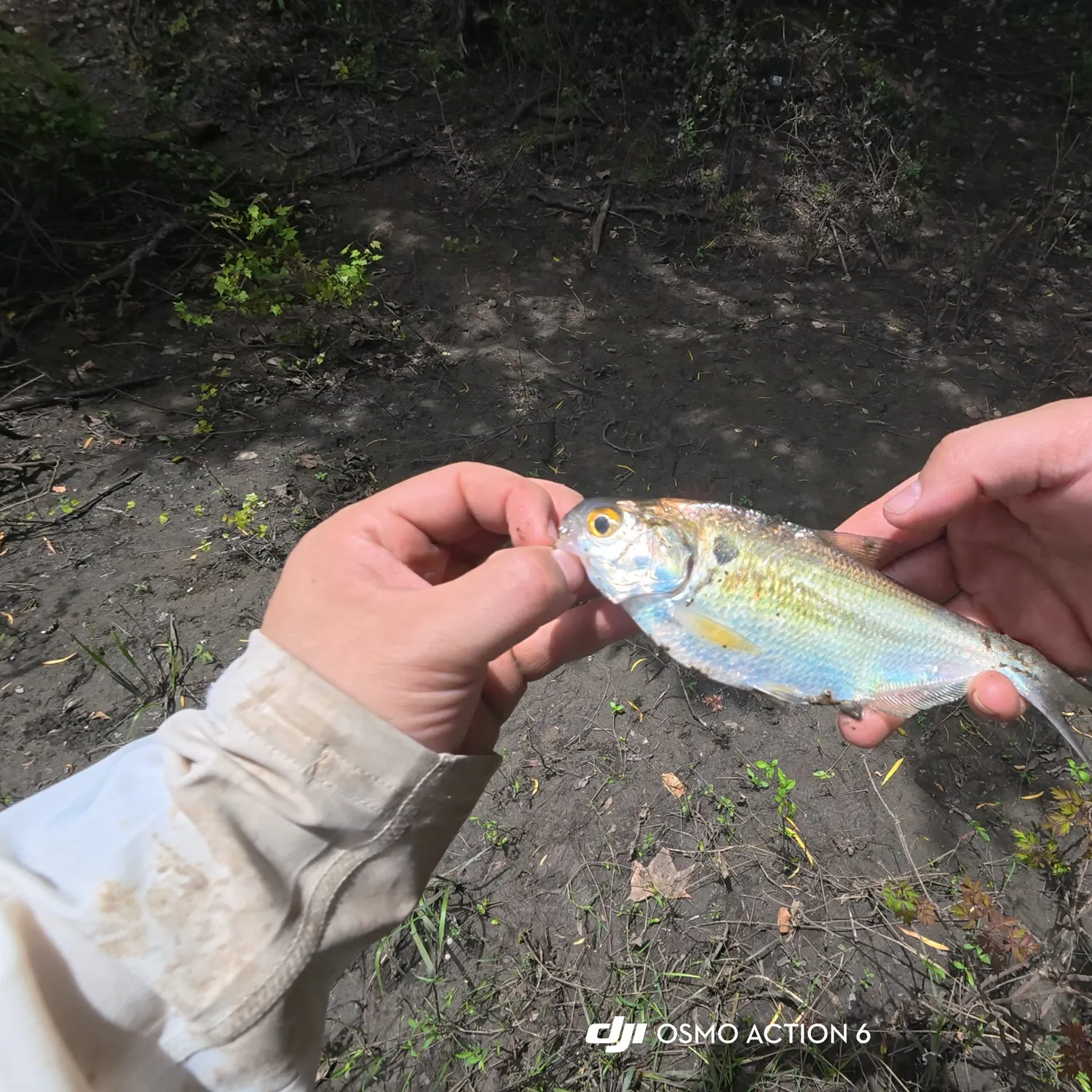 The most recent Threadfin shad catches on Fishbrain
