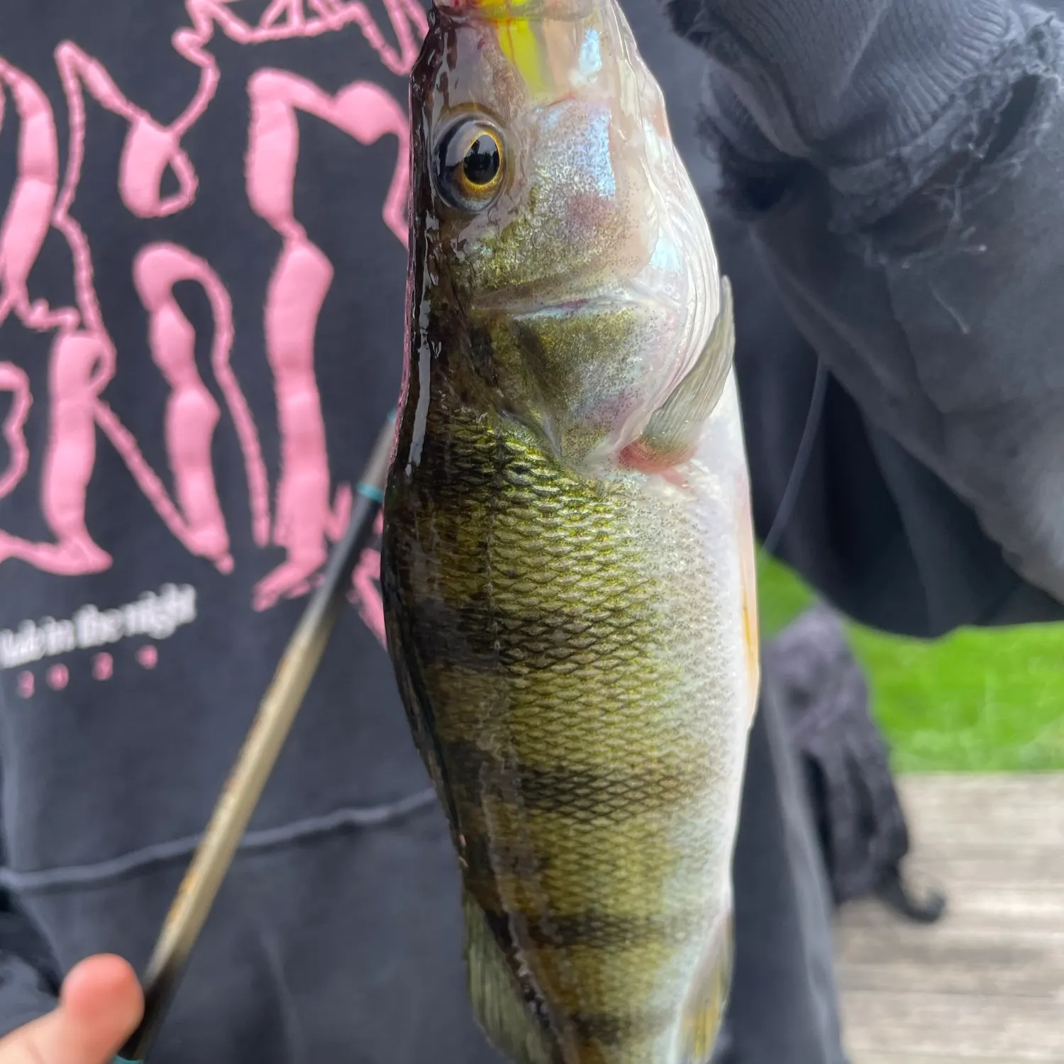 Yellow perch caught on Fishbrain