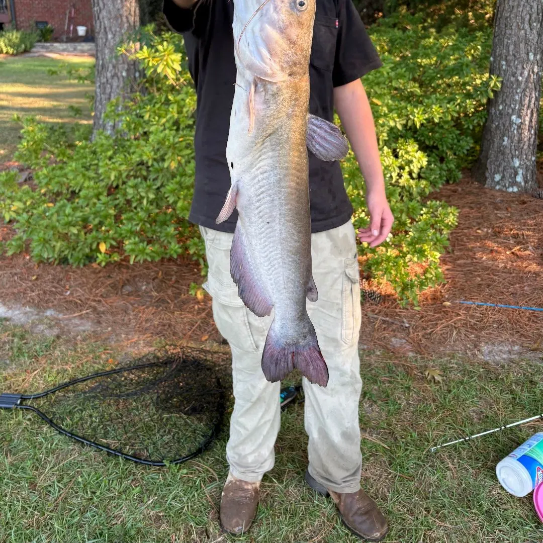Channel catfish caught on Fishbrain