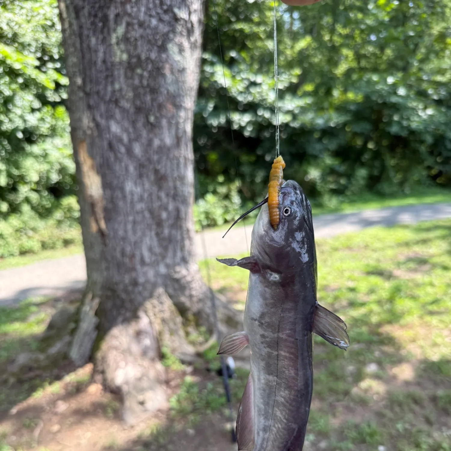 Channel catfish caught on Fishbrain