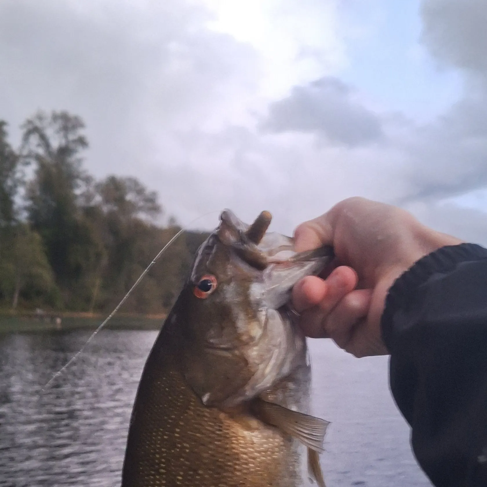 Smallmouth bass caught on Fishbrain