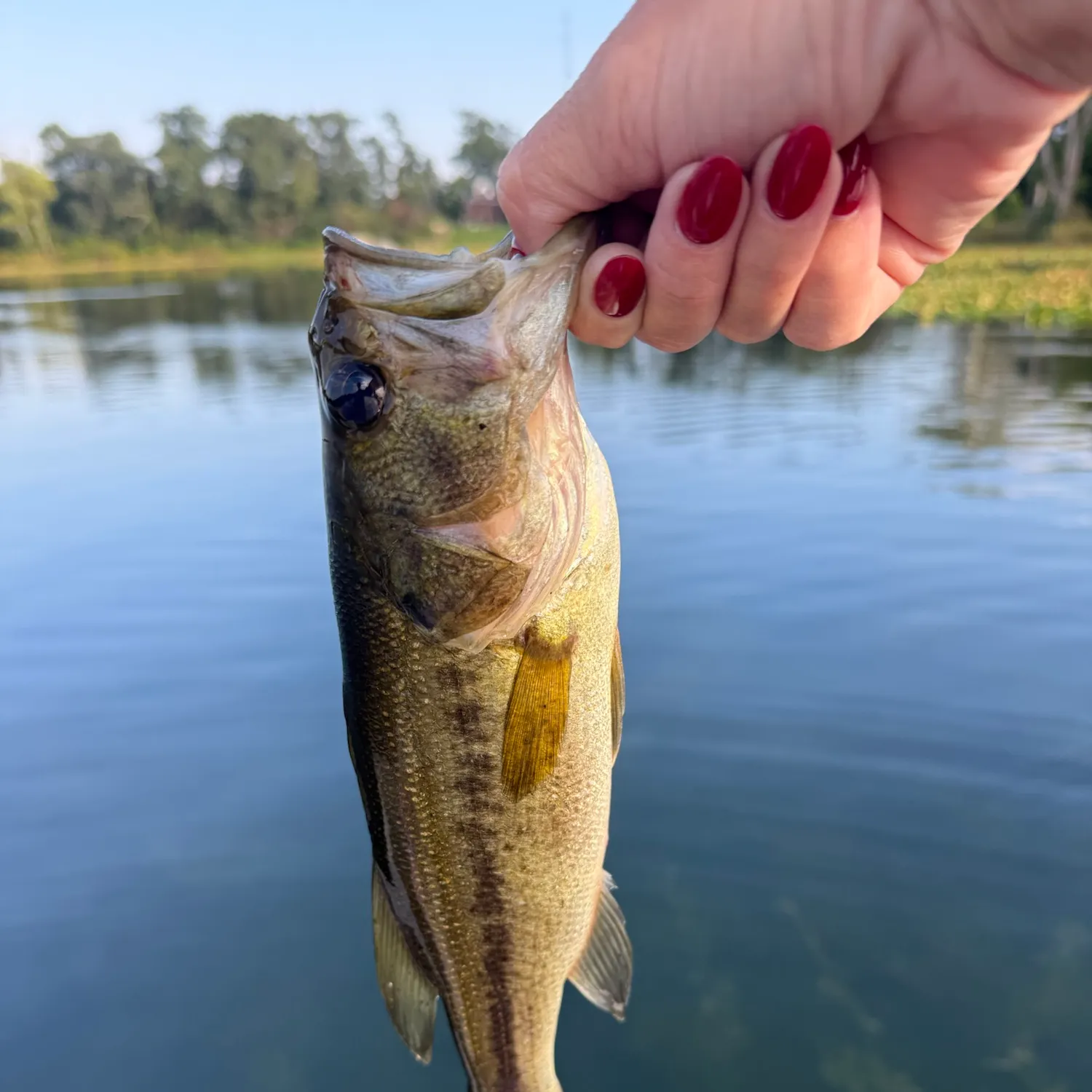 Largemouth bass caught on Fishbrain